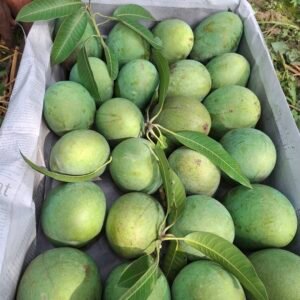 Himsagor/Khirsapat - Regular Pack - 4/5 pcs 1 KG