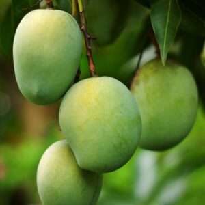 Amrupali - Regular Pack - 5/6 pcs 1 KG